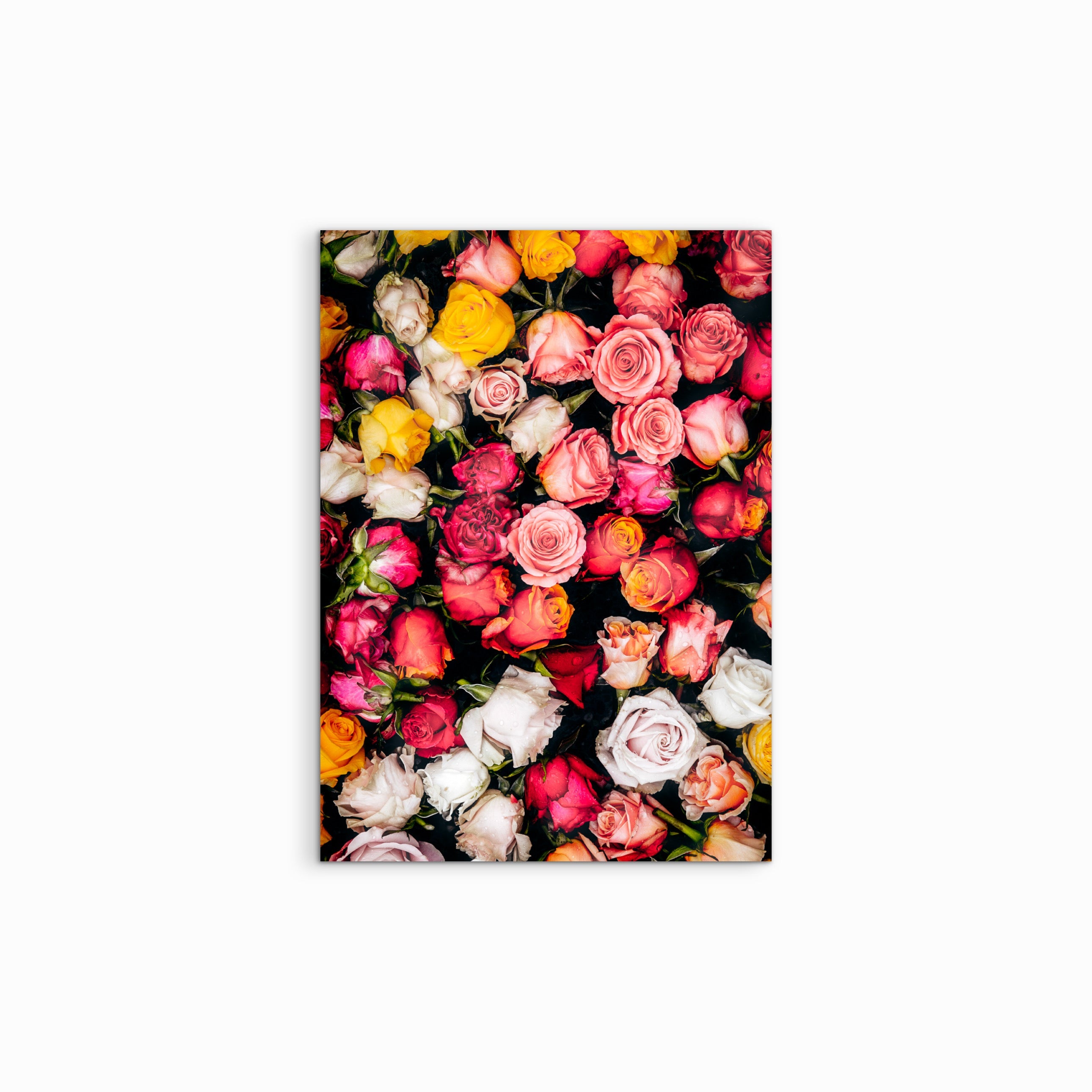 "Roses with Thorns" ist eine Fine Art Fotografie mit kontrastreichem schwarzen Hintergrund, vor dem bunte Rosenköpfe in Rot, Rosa, Gelb, Weiss und Lila intensiv leuchten. Das farbstarke Blumenmotiv wirkt modern, ästhetisch und besonders ausdrucksstark.
